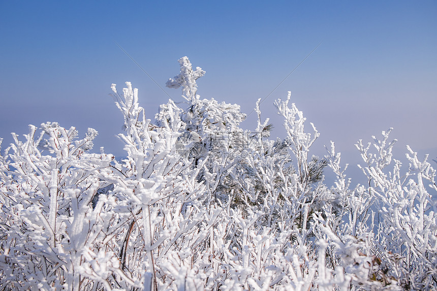 冬天雪松雪景图片