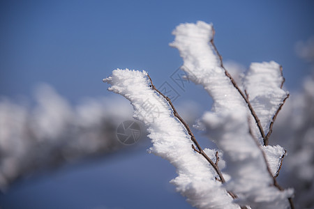 冬天雪松雪景图片