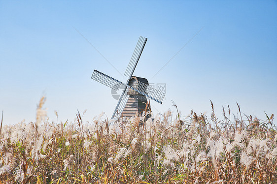 宁波4A景区杭州湾国家湿地公园风车芦苇图片