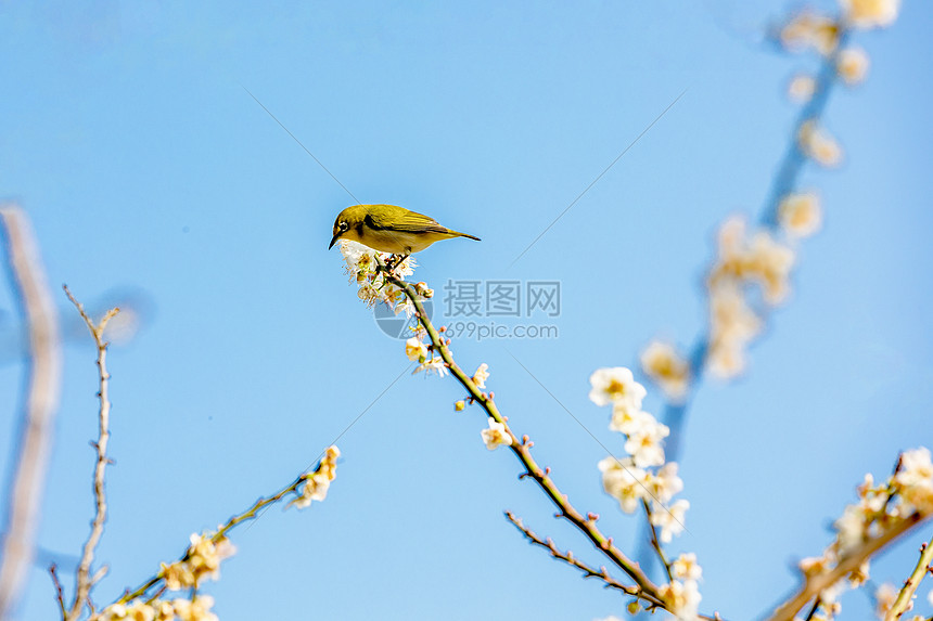 春天梅花小鸟图片