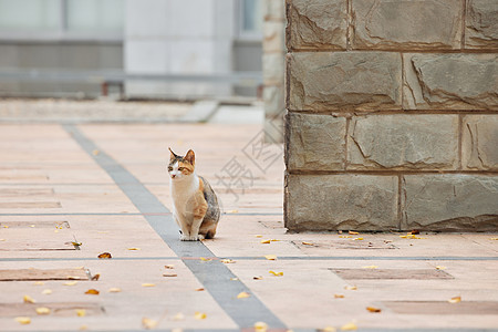 校园里的流浪猫图片