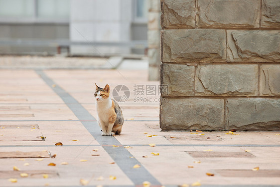 校园里的流浪猫图片