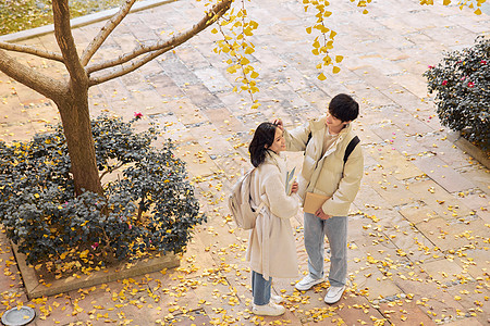 冬天情侣大学生在银杏树下恋爱背景