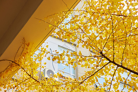 树叶阳光秋天的银杏树叶背景