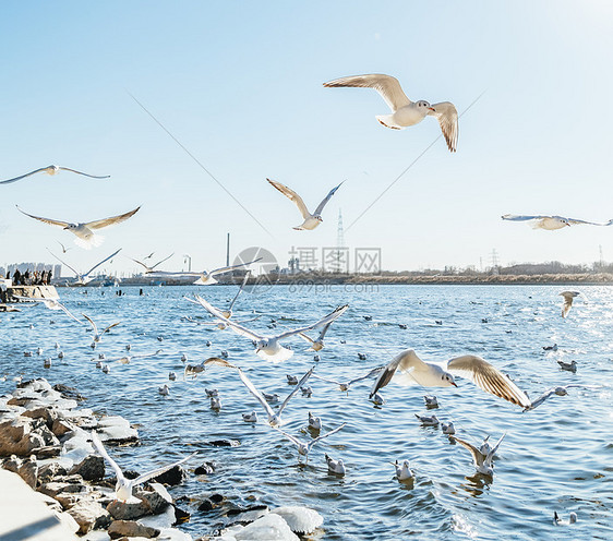 塘沽老码头成群飞翔的海鸥图片