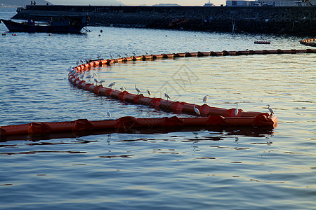 深圳海边浮筒上的海鸟图片