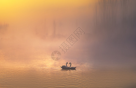 湿地野生动物天鹅图片