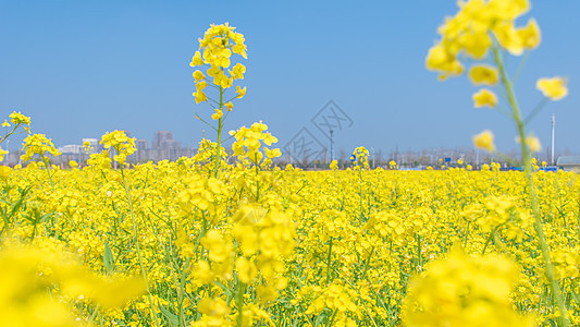 油菜花田图片