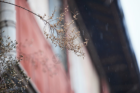 路边被雨水打湿的植物图片