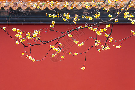 南京明孝陵红墙腊梅图片