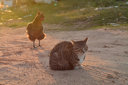 乡间田园夕阳下晒着太阳的鸡和狸花猫图片