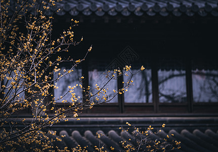 灵谷寺传统建筑与春天的腊梅图片