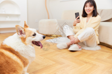 女性在家使用手机给宠物狗拍照图片