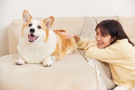 表情开心的宠物柯基犬图片