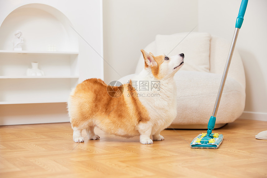 妨碍大扫除的宠物犬图片