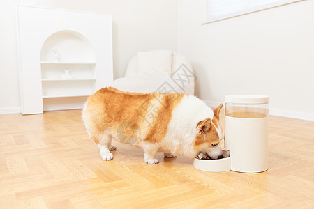 狗狗吃狗粮使用自动喂食机吃狗粮的柯基犬背景