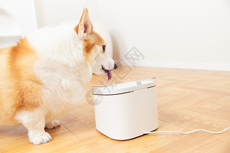 狗狗喝水宠物使用智能饮水机背景