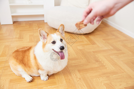 给宠物犬吃奖励零食高清图片