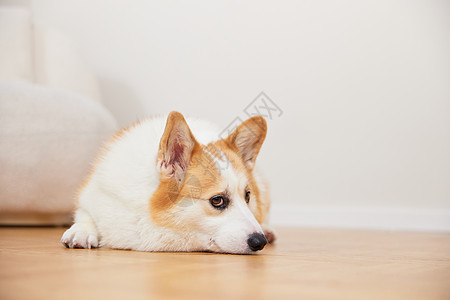 独自在家无聊的宠物犬图片