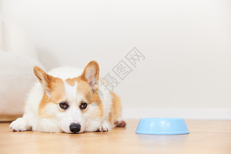 趴在食盆旁的柯基犬图片