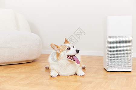居家空调智能家居空气净化器旁的柯基犬背景