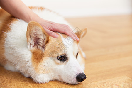 主人和狗主人安抚不开心的宠物犬背景