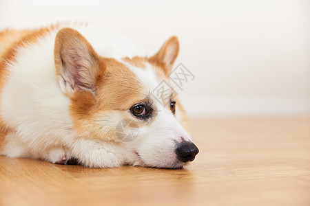 独自在家表情失落的宠物犬图片