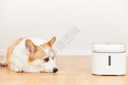 智能陪伴宠物智能饮水机旁的柯基犬背景