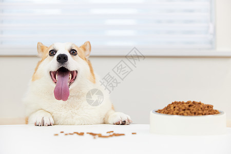 狗狗食物趴在狗粮旁的柯基犬背景