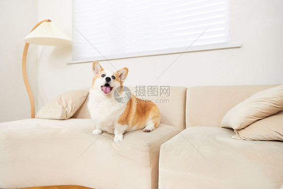 沙发上可爱的宠物柯基犬图片