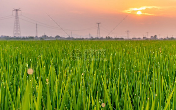 绿色稻田上空的夕阳图片