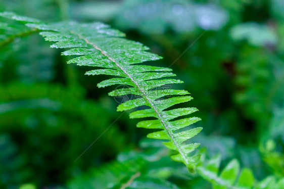 雨水节气带水珠的绿叶图片