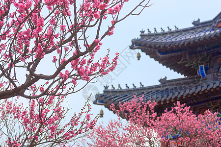 南京梅花山古建筑与红梅花图片
