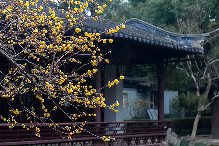 南京瞻园江南园林中的蜡梅背景图片