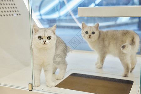 猫咖馆里的银渐层猫咪图片