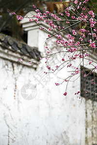 古建筑白墙前的梅花高清图片