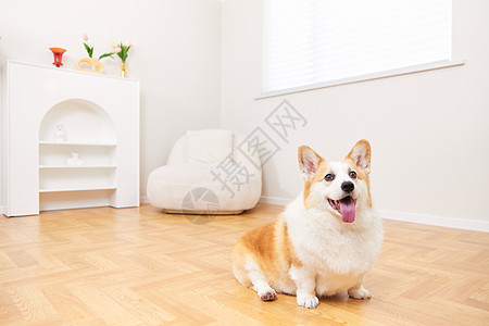 独自在家的宠物狗背景图片
