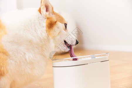 使用智能饮水机的柯基犬背景图片