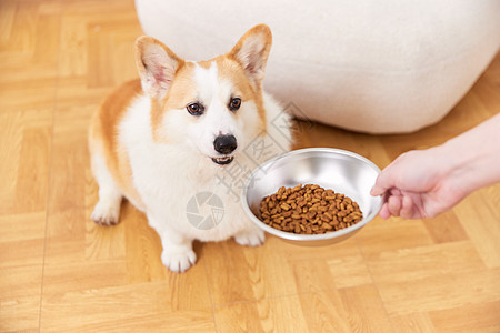 狗狗和猫人给宠物狗喂食动作背景