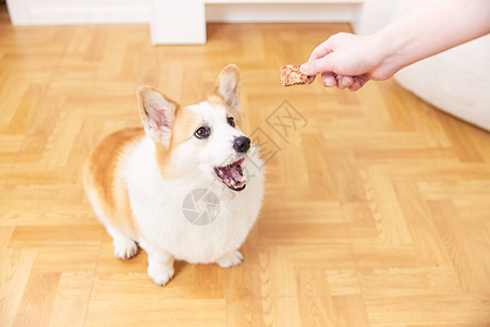 人给宠物狗喂食动作图片