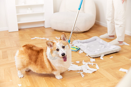 主人清理宠物犬制造的垃圾特写图片