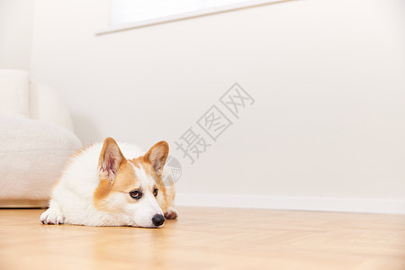 狗带表情表情不开心的宠物犬背景