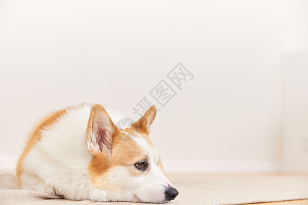 表情不开心的宠物犬背景图片