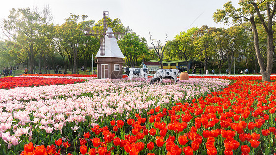 郁金香花海图片