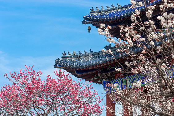 南京明孝陵梅花山古建筑与梅花图片