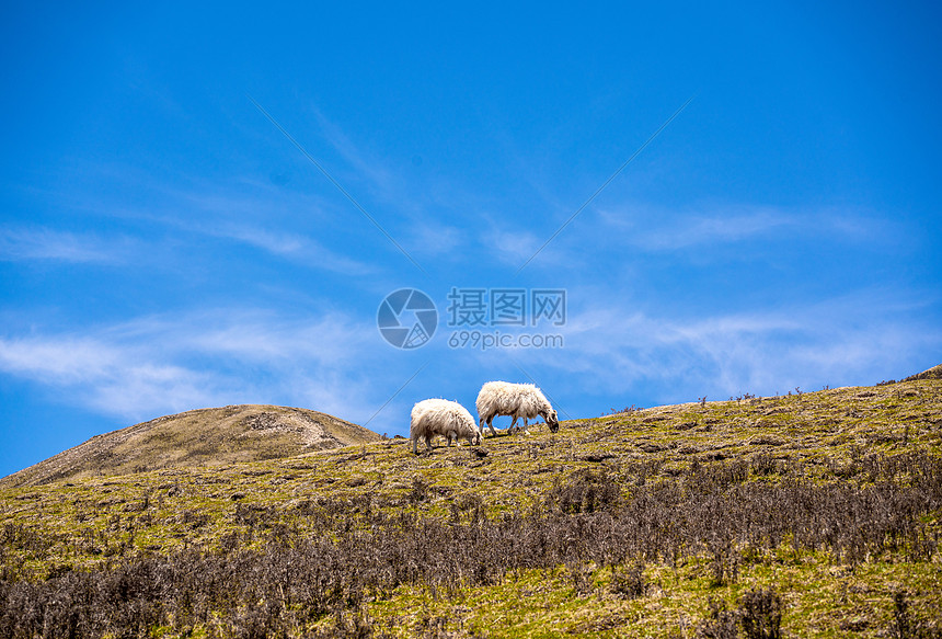 蓝天背景下草原上的羊群图片