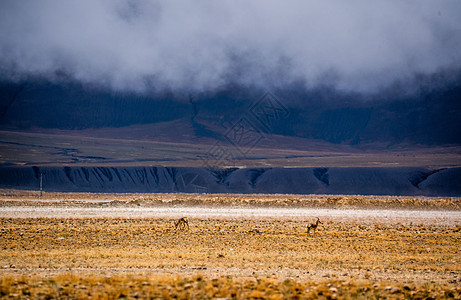 西藏草原乌云天空下的藏羚羊图片