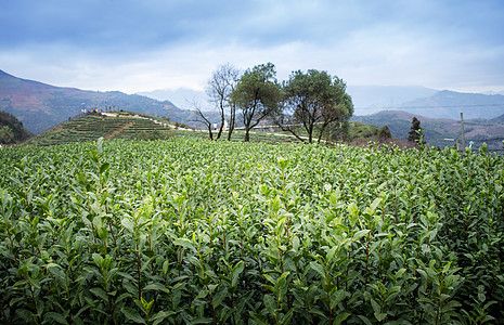 温州高楼茶园茶叶图片