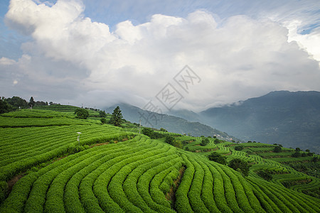 温州高楼茶园茶叶图片