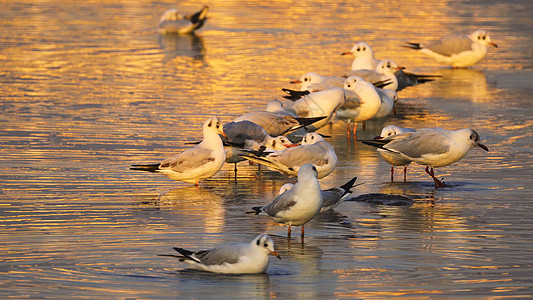 滇池海鸥昆明滇池海埂公园红嘴鸥背景